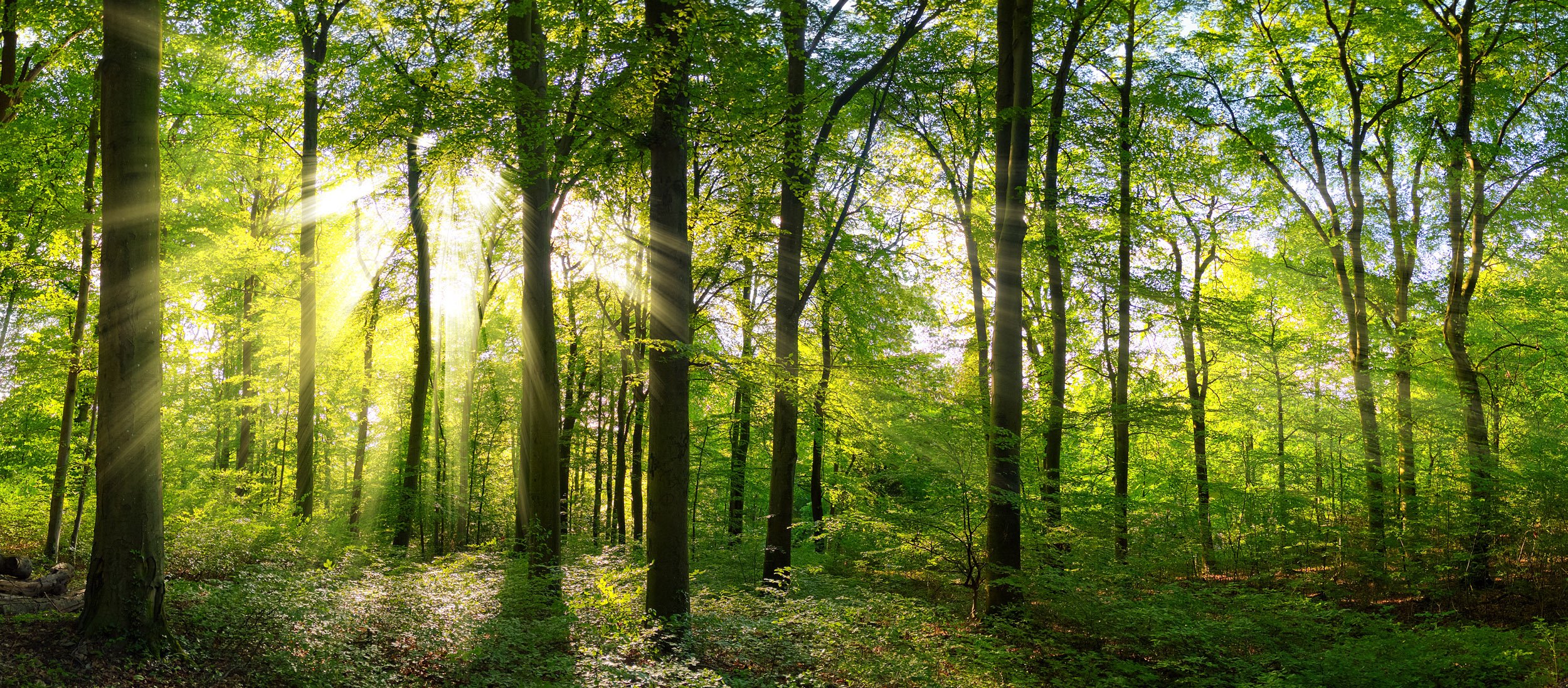 Background Image 1